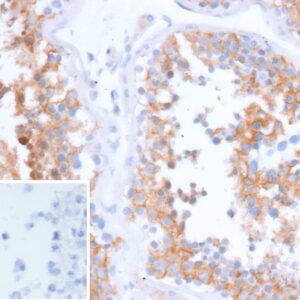 Osteonectin Antibody in Immunohistochemistry (IHC (P))