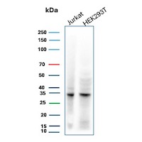 CDK2 Antibody in Western Blot (WB)