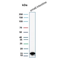 FABP2 Antibody in Western Blot (WB)