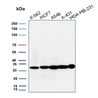 CD99 Antibody in Western Blot (WB)