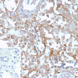 CD200R1 / OX-2 Antibody in Immunohistochemistry (IHC (P))