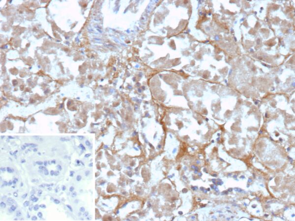 CD200R1 / OX-2 Antibody in Immunohistochemistry (IHC (P))